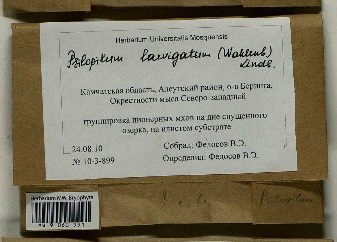 Psilopilum laevigatum (Wahlenb.) Lindb., Bryophytes, Bryophytes - Chukotka & Kamchatka (B21) (Russia)