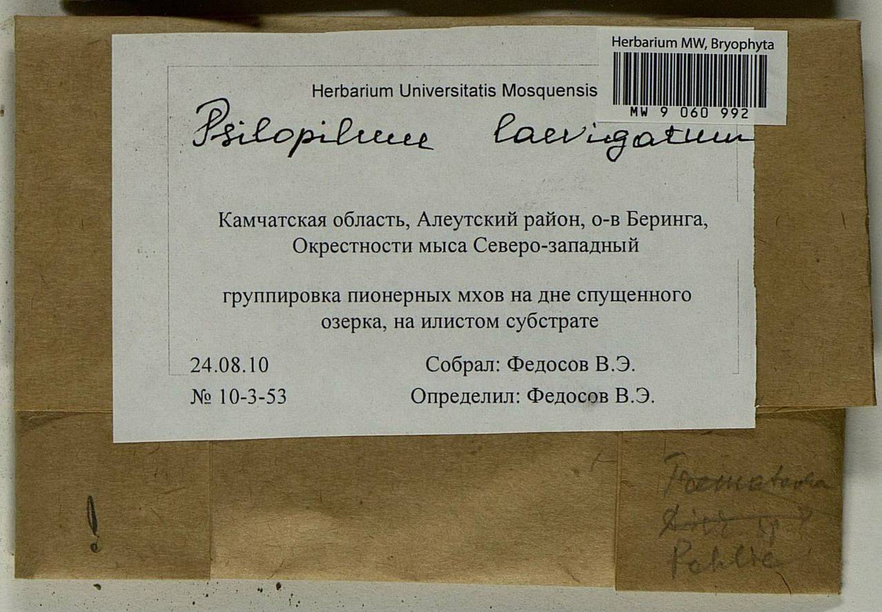 Psilopilum laevigatum (Wahlenb.) Lindb., Bryophytes, Bryophytes - Chukotka & Kamchatka (B21) (Russia)