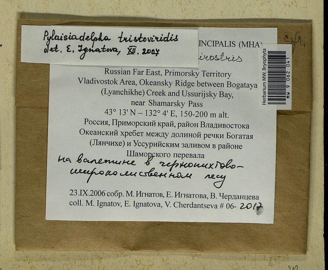 Pylaisiadelpha tristoviridis (Broth.) Afonina, H. Tsubota & Ignatova, Bryophytes, Bryophytes - Russian Far East (excl. Chukotka & Kamchatka) (B20) (Russia)