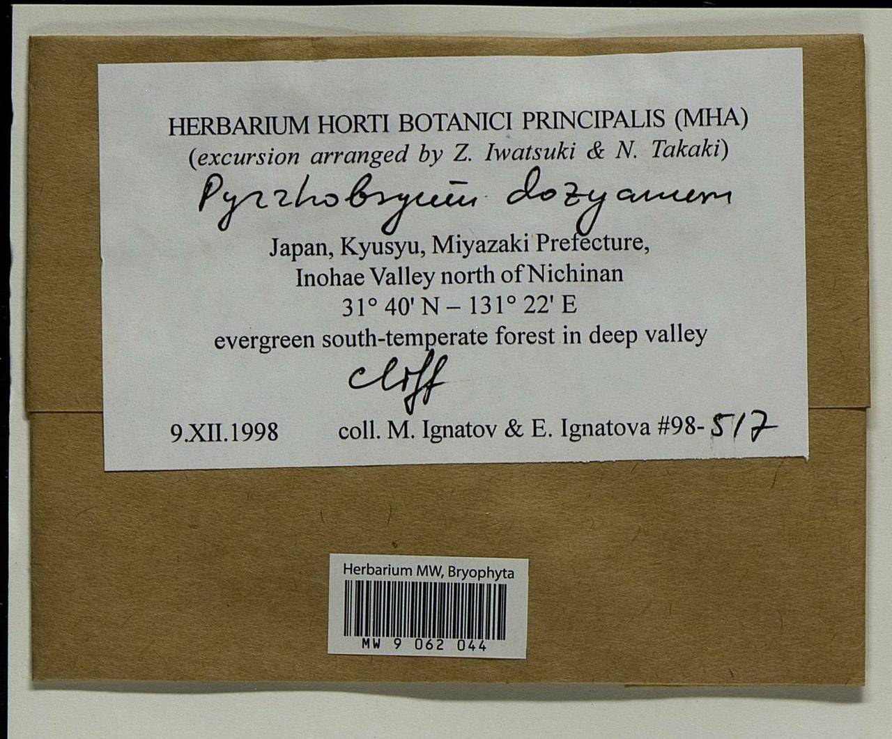 Pyrrhobryum dozyanum (Sande Lac.) Manuel, Bryophytes, Bryophytes - Asia (outside ex-Soviet states) (BAs) (Japan)