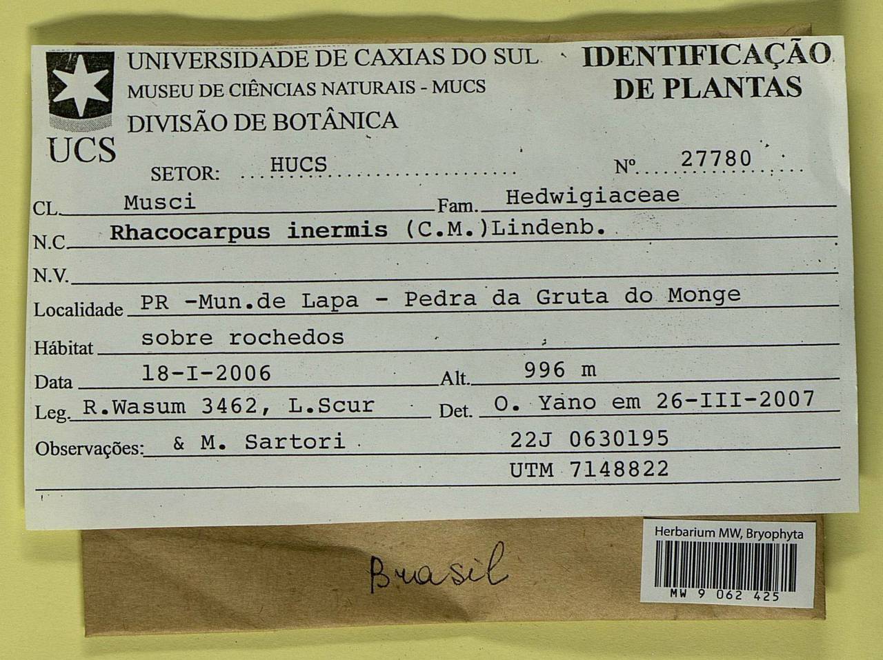 Rhacocarpus inermis (Müll. Hal.) Broth., Bryophytes, Bryophytes - America (BAm) (Brazil)
