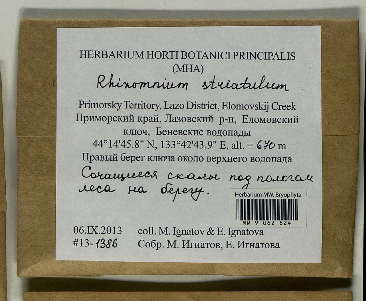 Rhizomnium striatulum (Mitt.) T.J. Kop., Bryophytes, Bryophytes - Russian Far East (excl. Chukotka & Kamchatka) (B20) (Russia)
