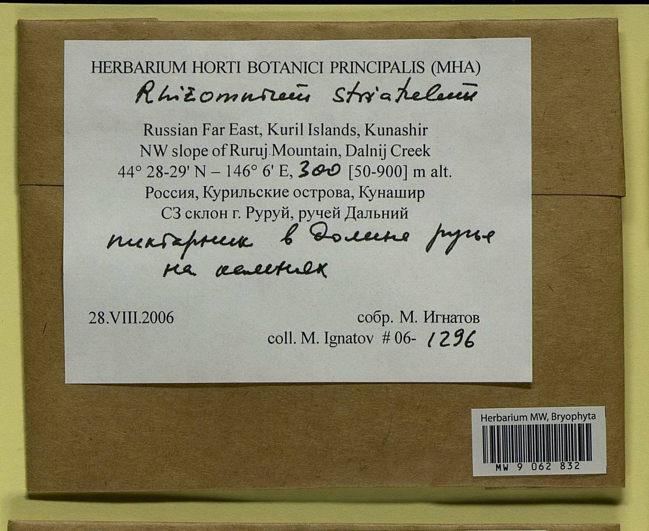 Rhizomnium striatulum (Mitt.) T.J. Kop., Bryophytes, Bryophytes - Russian Far East (excl. Chukotka & Kamchatka) (B20) (Russia)