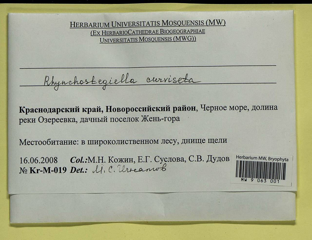 Rhynchostegiella curviseta (Brid.) Limpr., Bryophytes, Bryophytes - North Caucasus & Ciscaucasia (B12) (Russia)