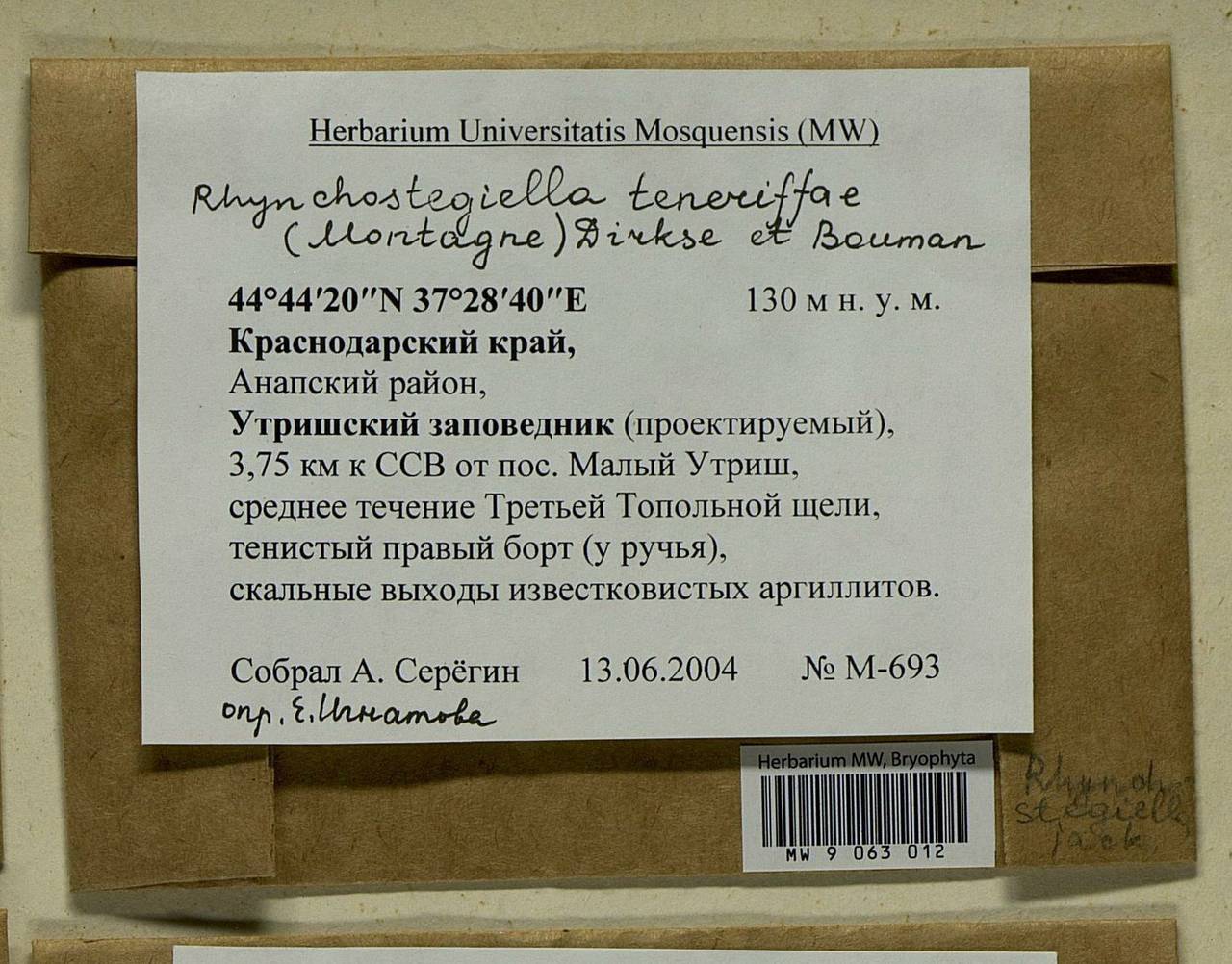 Rhynchostegiella teneriffae (Mont.) Dirkse & Bouman, Bryophytes, Bryophytes - North Caucasus & Ciscaucasia (B12) (Russia)