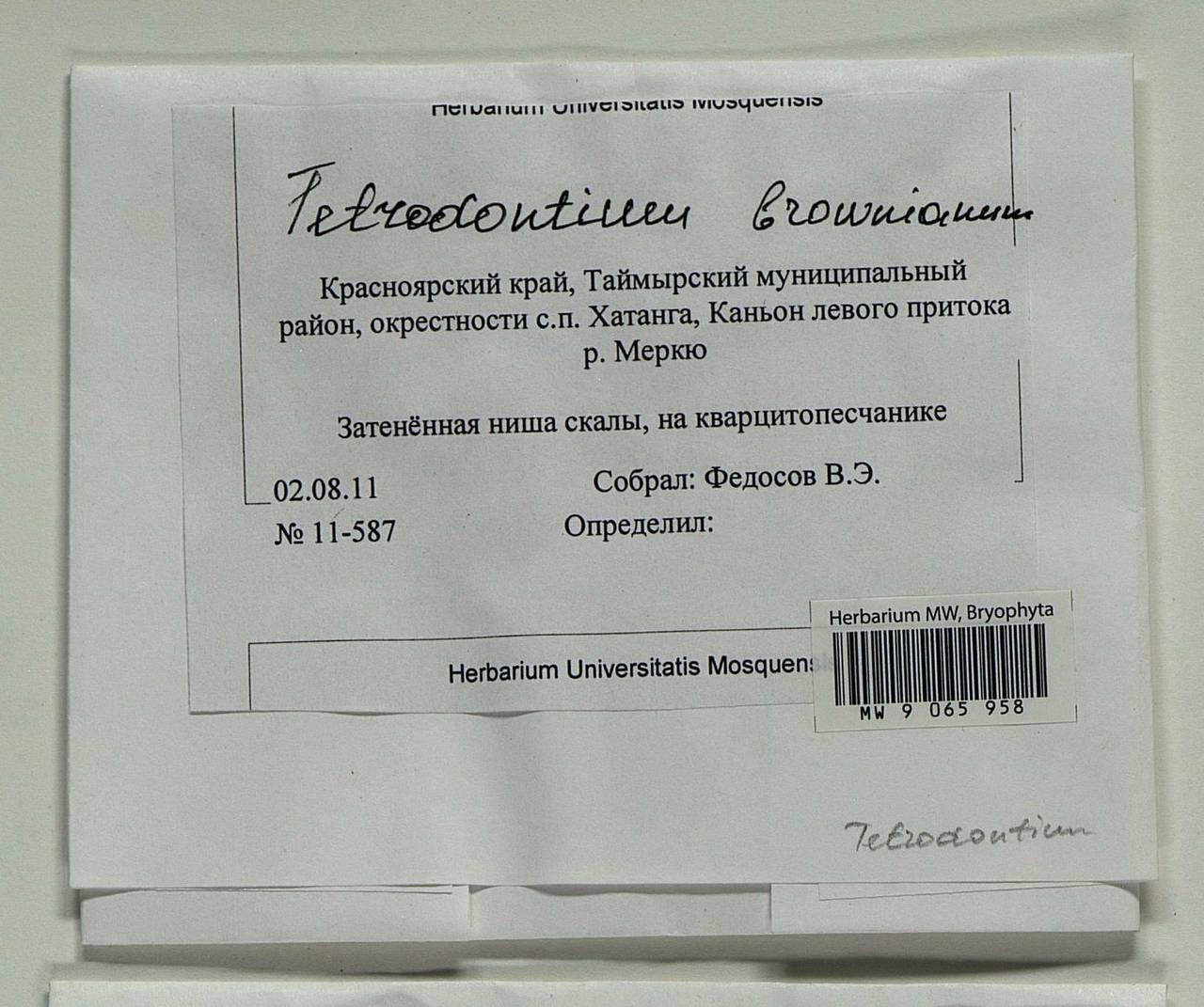 Tetrodontium repandum (Funck) Schwägr., Bryophytes, Bryophytes - Krasnoyarsk Krai, Tyva & Khakassia (B17) (Russia)