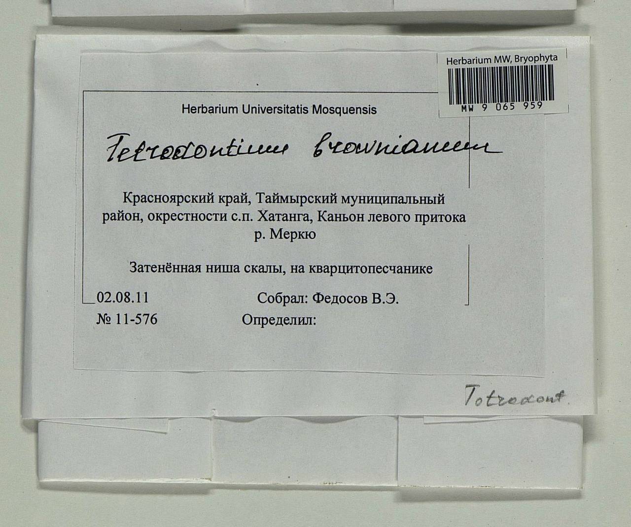 Tetrodontium repandum (Funck) Schwägr., Bryophytes, Bryophytes - Krasnoyarsk Krai, Tyva & Khakassia (B17) (Russia)