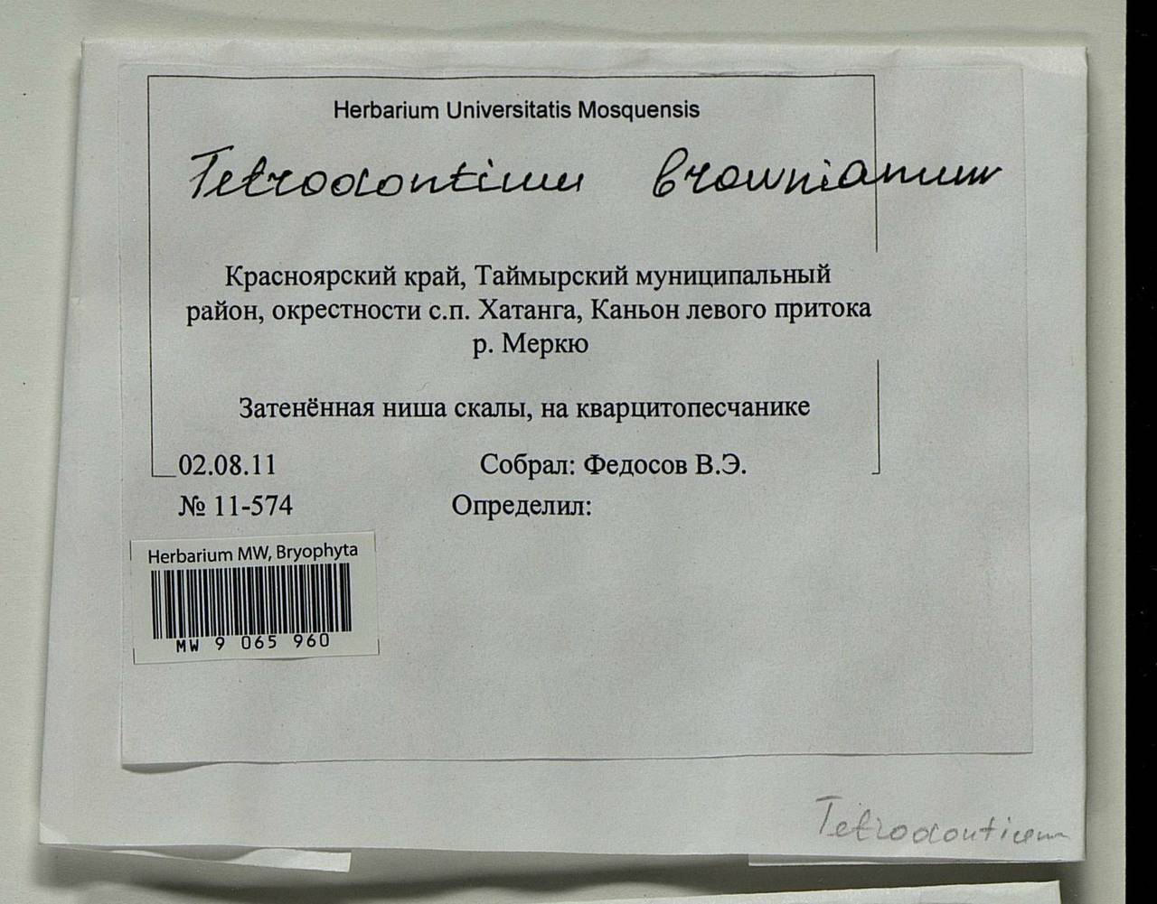 Tetrodontium repandum (Funck) Schwägr., Bryophytes, Bryophytes - Krasnoyarsk Krai, Tyva & Khakassia (B17) (Russia)