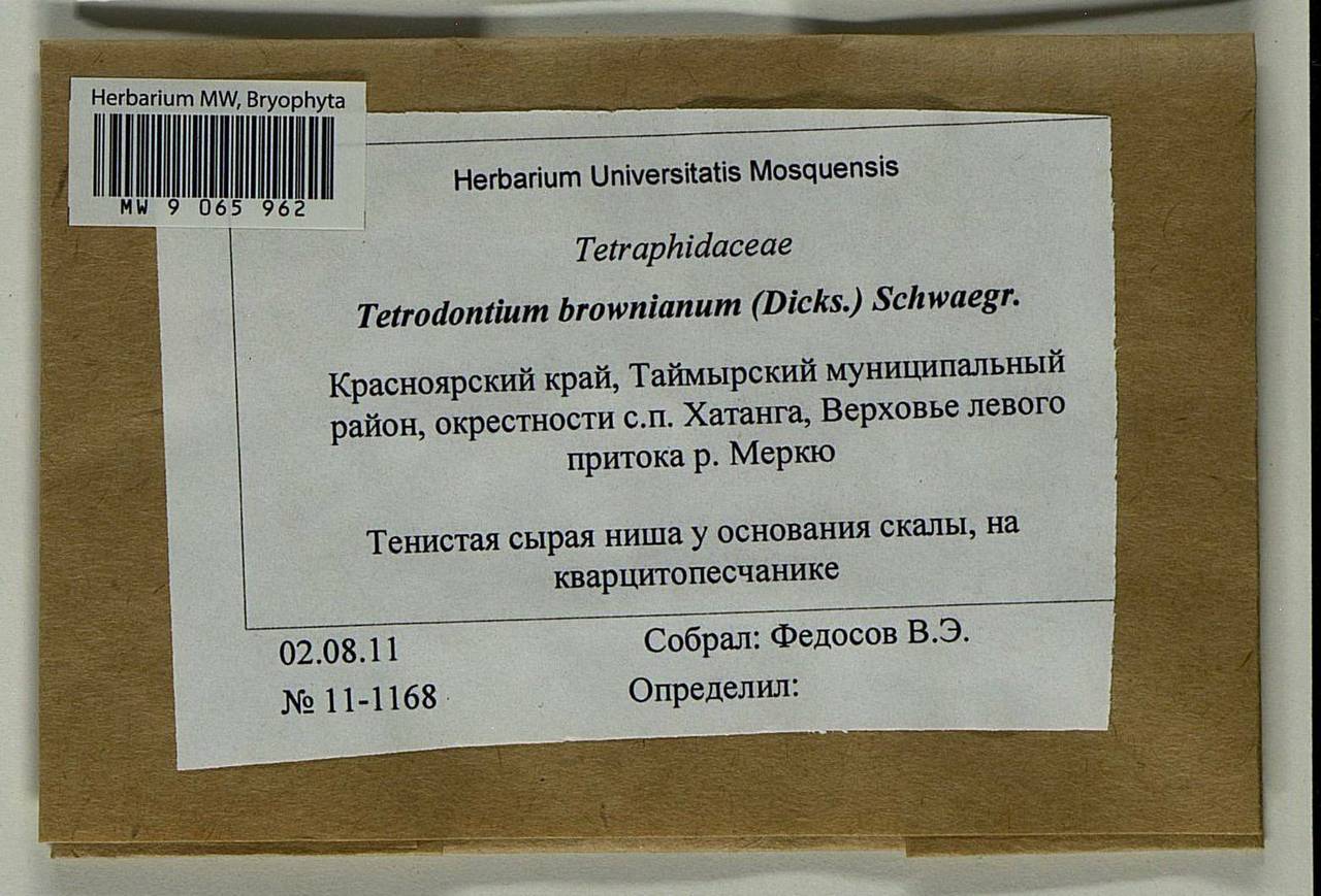 Tetrodontium repandum (Funck) Schwägr., Bryophytes, Bryophytes - Krasnoyarsk Krai, Tyva & Khakassia (B17) (Russia)
