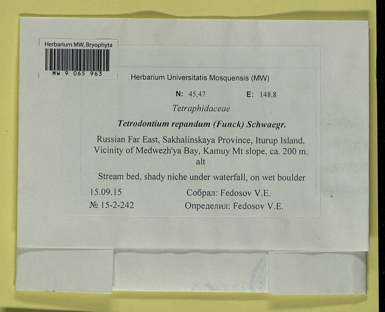 Tetrodontium repandum (Funck) Schwägr., Bryophytes, Bryophytes - Russian Far East (excl. Chukotka & Kamchatka) (B20) (Russia)