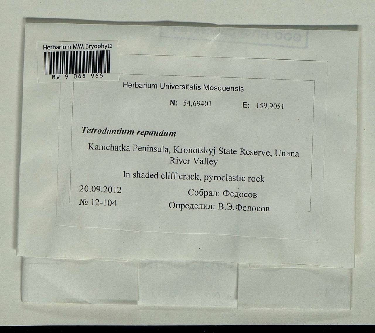 Tetrodontium repandum (Funck) Schwägr., Bryophytes, Bryophytes - Chukotka & Kamchatka (B21) (Russia)