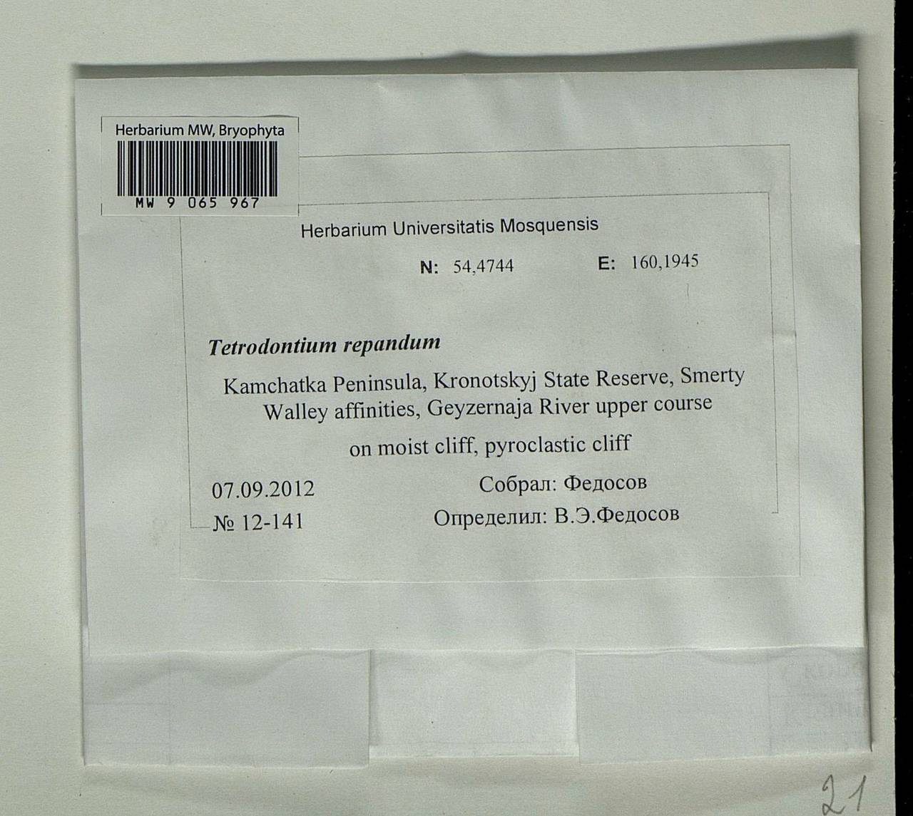 Tetrodontium repandum (Funck) Schwägr., Bryophytes, Bryophytes - Chukotka & Kamchatka (B21) (Russia)