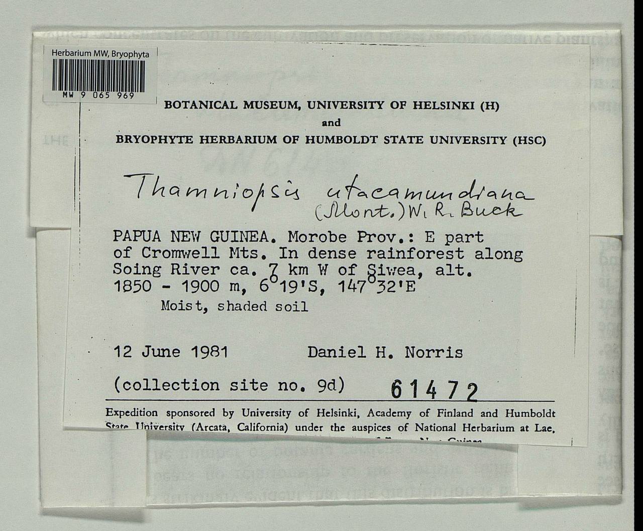 Thamniopsis utacamundiana (Mont.) W.R. Buck, Bryophytes, Bryophytes - Oceania (BOc) (Papua New Guinea)