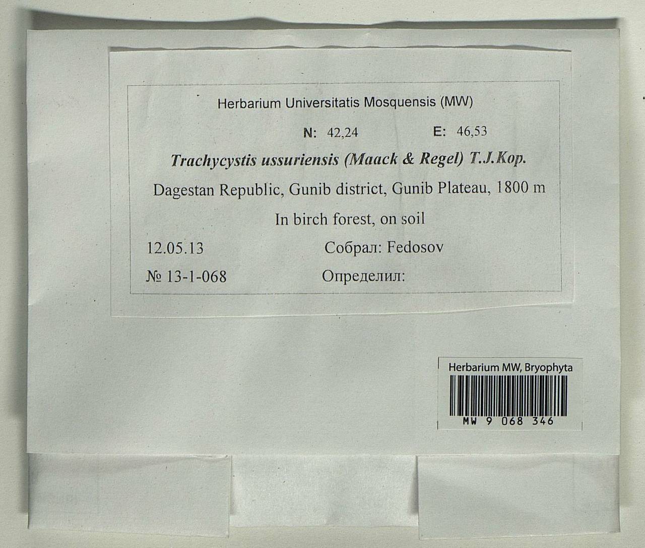 Trachycystis ussuriensis (Regel & Maack) T.J. Kop., Bryophytes, Bryophytes - North Caucasus & Ciscaucasia (B12) (Russia)