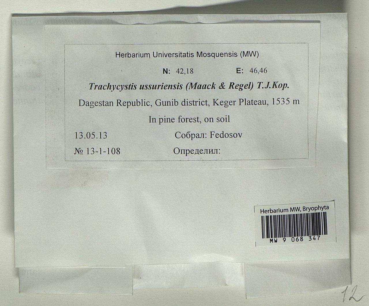 Trachycystis ussuriensis (Regel & Maack) T.J. Kop., Bryophytes, Bryophytes - North Caucasus & Ciscaucasia (B12) (Russia)