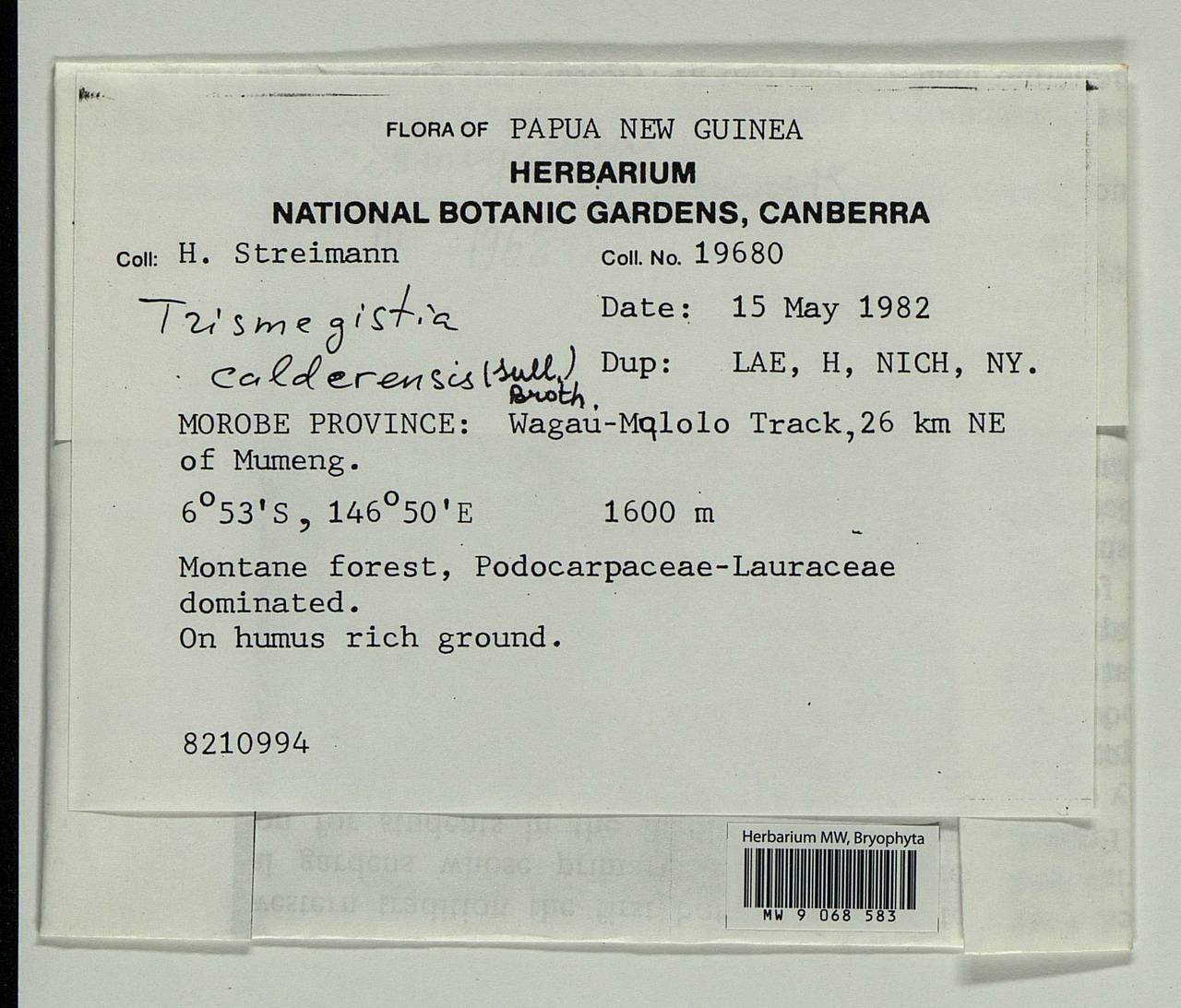 Trismegistia calderensis, Bryophytes, Bryophytes - Oceania (BOc) (Papua New Guinea)