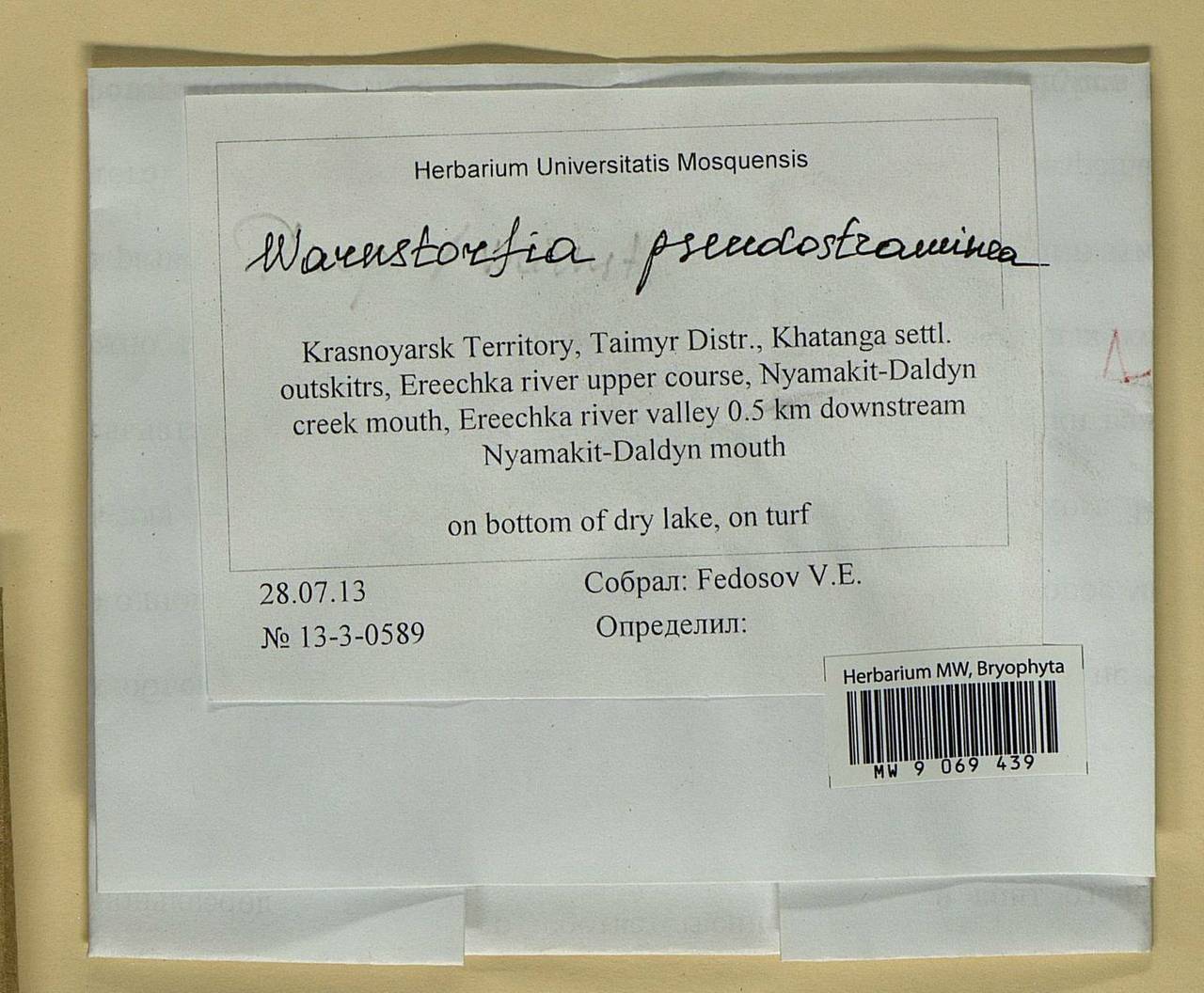 Warnstorfia pseudostraminea (Müll. Hal.) Tuom. & T.J. Kop., Bryophytes, Bryophytes - Krasnoyarsk Krai, Tyva & Khakassia (B17) (Russia)