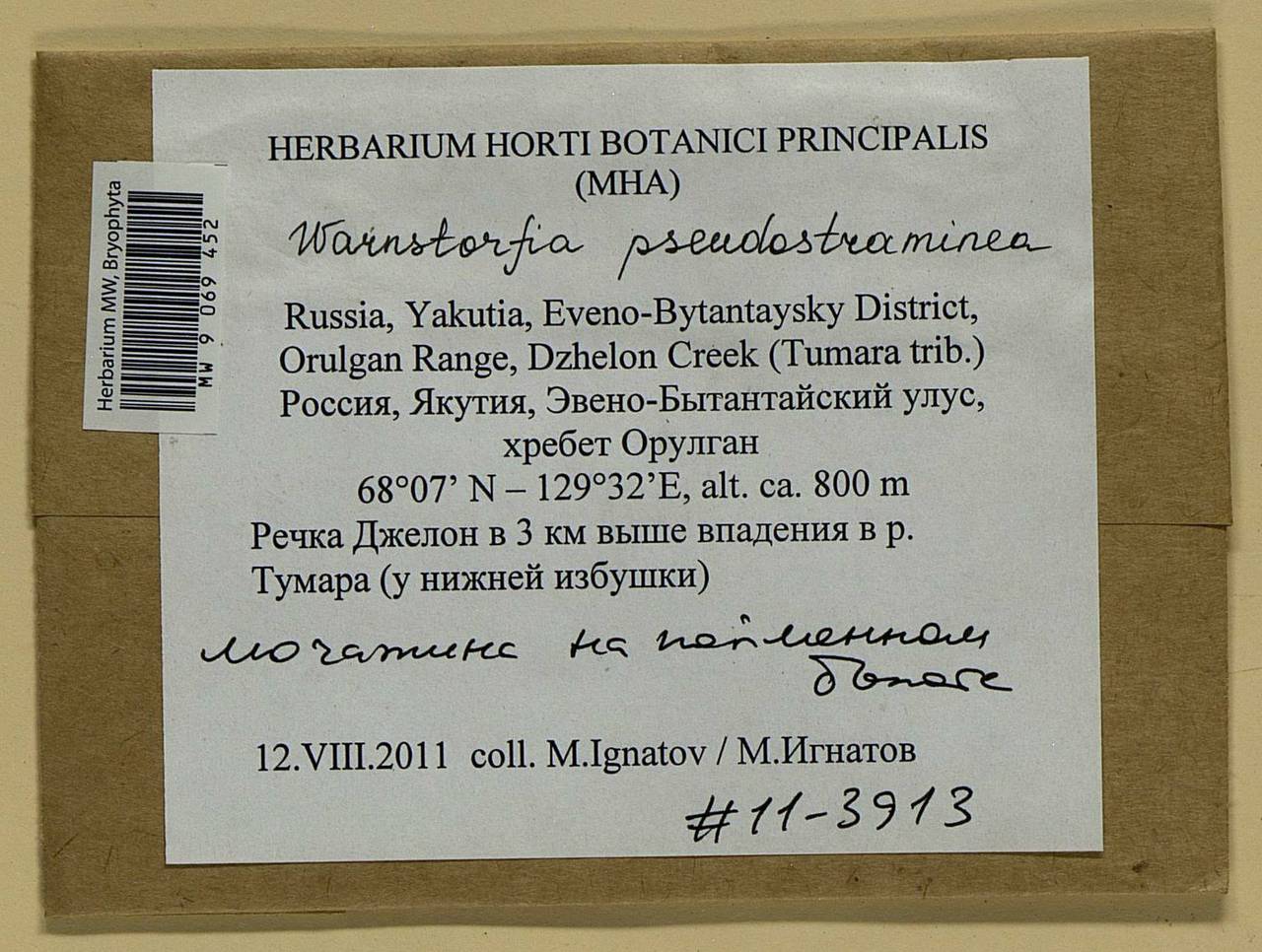 Warnstorfia pseudostraminea (Müll. Hal.) Tuom. & T.J. Kop., Bryophytes, Bryophytes - Yakutia (B19) (Russia)