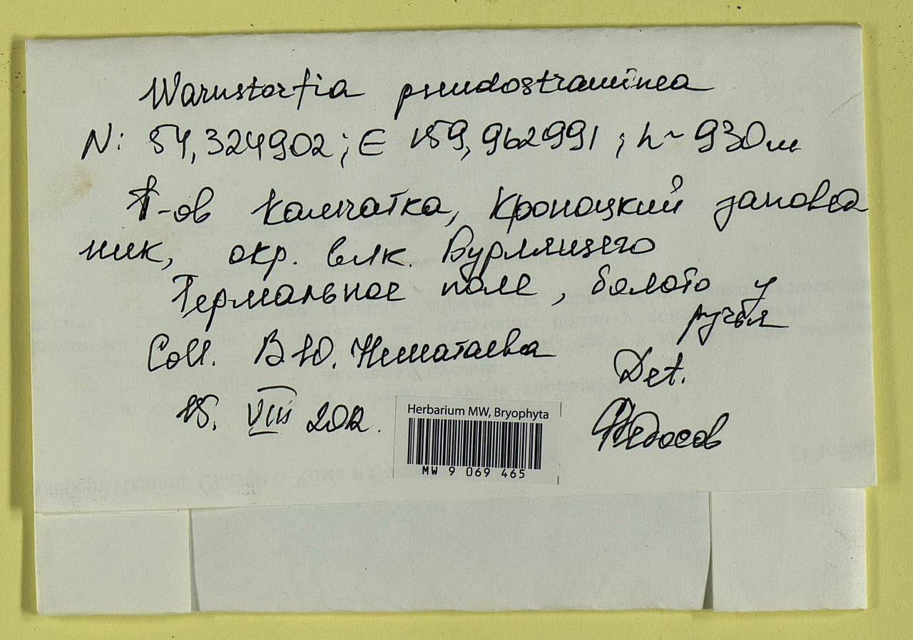 Warnstorfia pseudostraminea (Müll. Hal.) Tuom. & T.J. Kop., Bryophytes, Bryophytes - Chukotka & Kamchatka (B21) (Russia)