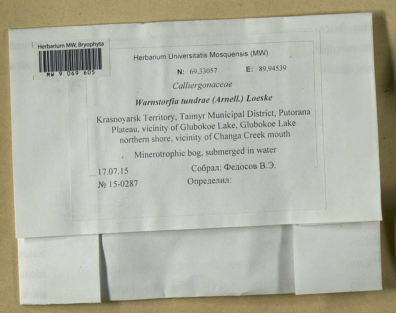 Sarmentypnum tundrae (Arnell) Hedenäs, Bryophytes, Bryophytes - Krasnoyarsk Krai, Tyva & Khakassia (B17) (Russia)