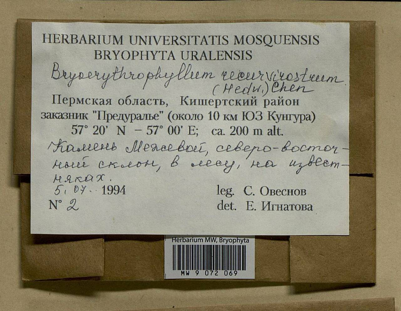 Bryoerythrophyllum recurvirostrum (Hedw.) P.C. Chen, Bryophytes, Bryophytes - Permsky Krai, Udmurt Republic, Sverdlovsk & Kirov Oblasts (B8) (Russia)