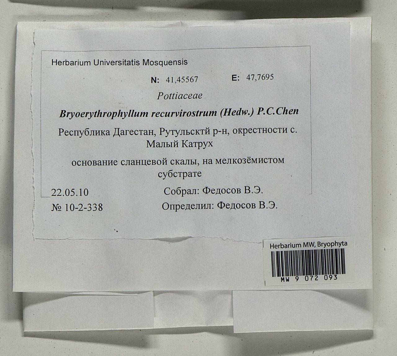Bryoerythrophyllum recurvirostrum (Hedw.) P.C. Chen, Bryophytes, Bryophytes - North Caucasus & Ciscaucasia (B12) (Russia)