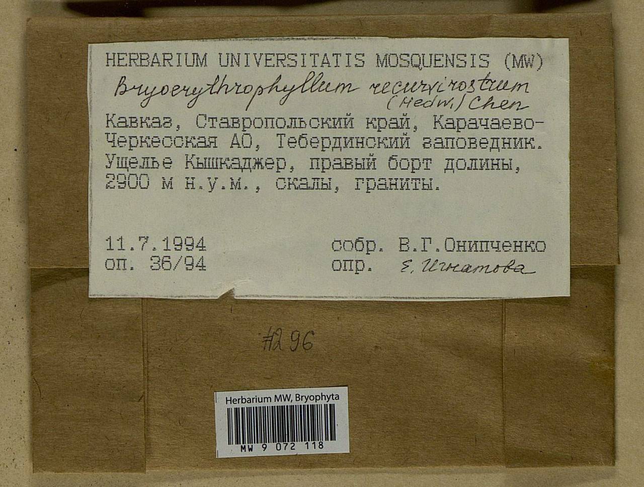 Bryoerythrophyllum recurvirostrum (Hedw.) P.C. Chen, Bryophytes, Bryophytes - North Caucasus & Ciscaucasia (B12) (Russia)