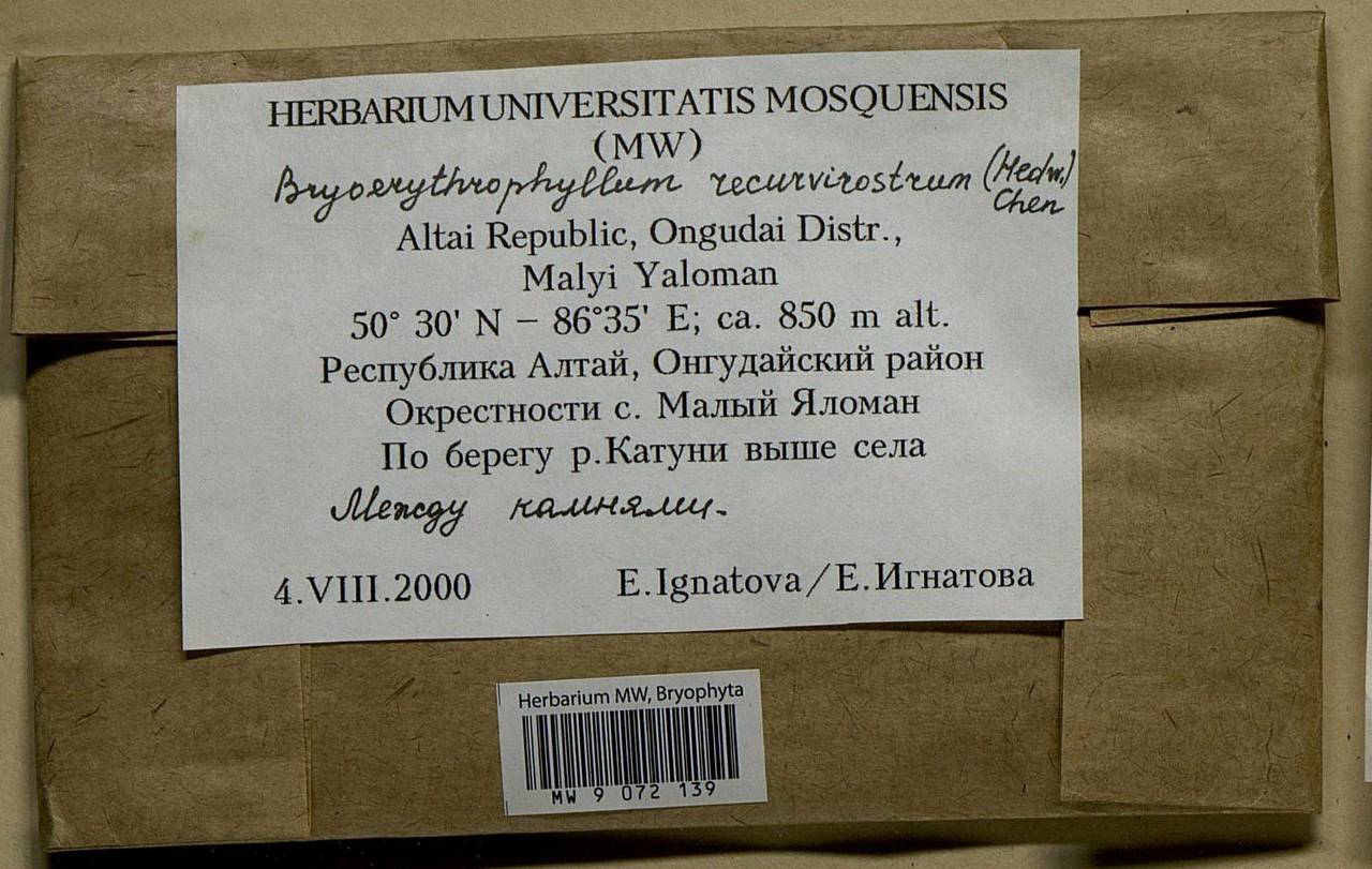 Bryoerythrophyllum recurvirostrum (Hedw.) P.C. Chen, Bryophytes, Bryophytes - Western Siberia (including Altai) (B15) (Russia)