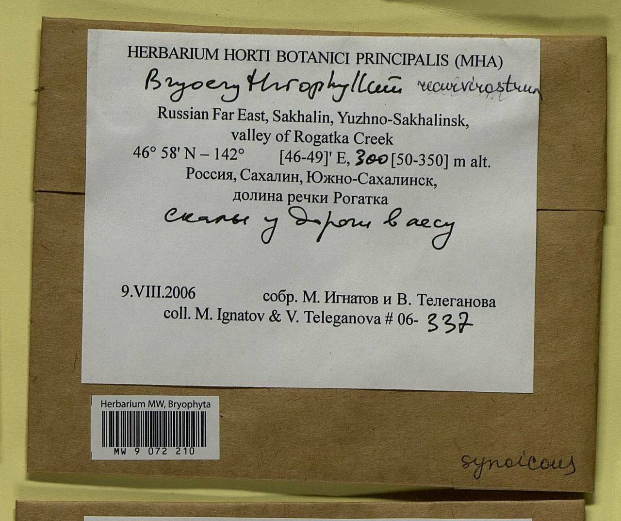 Bryoerythrophyllum recurvirostrum (Hedw.) P.C. Chen, Bryophytes, Bryophytes - Russian Far East (excl. Chukotka & Kamchatka) (B20) (Russia)