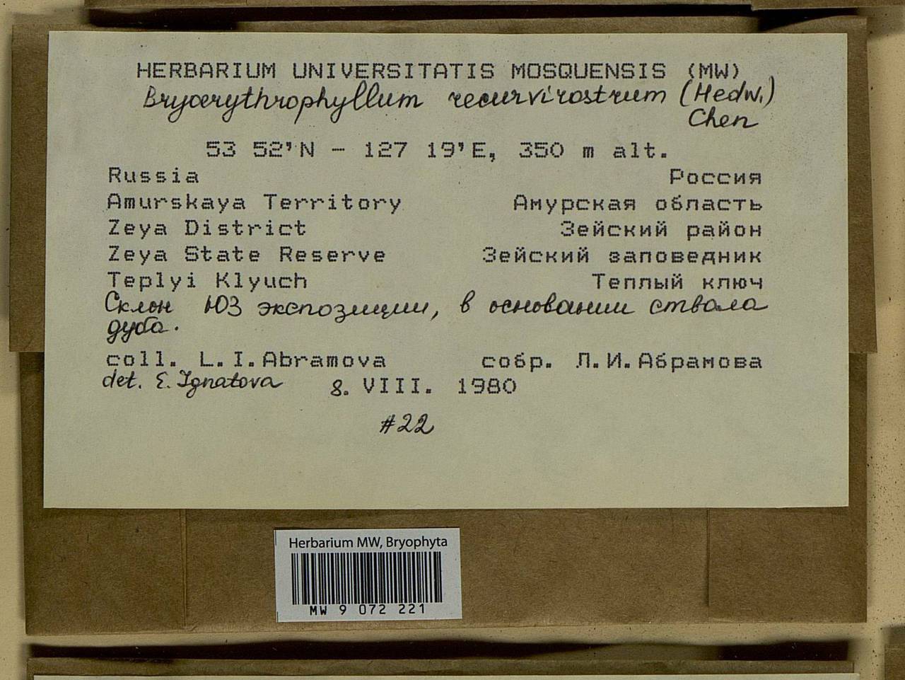 Bryoerythrophyllum recurvirostrum (Hedw.) P.C. Chen, Bryophytes, Bryophytes - Russian Far East (excl. Chukotka & Kamchatka) (B20) (Russia)