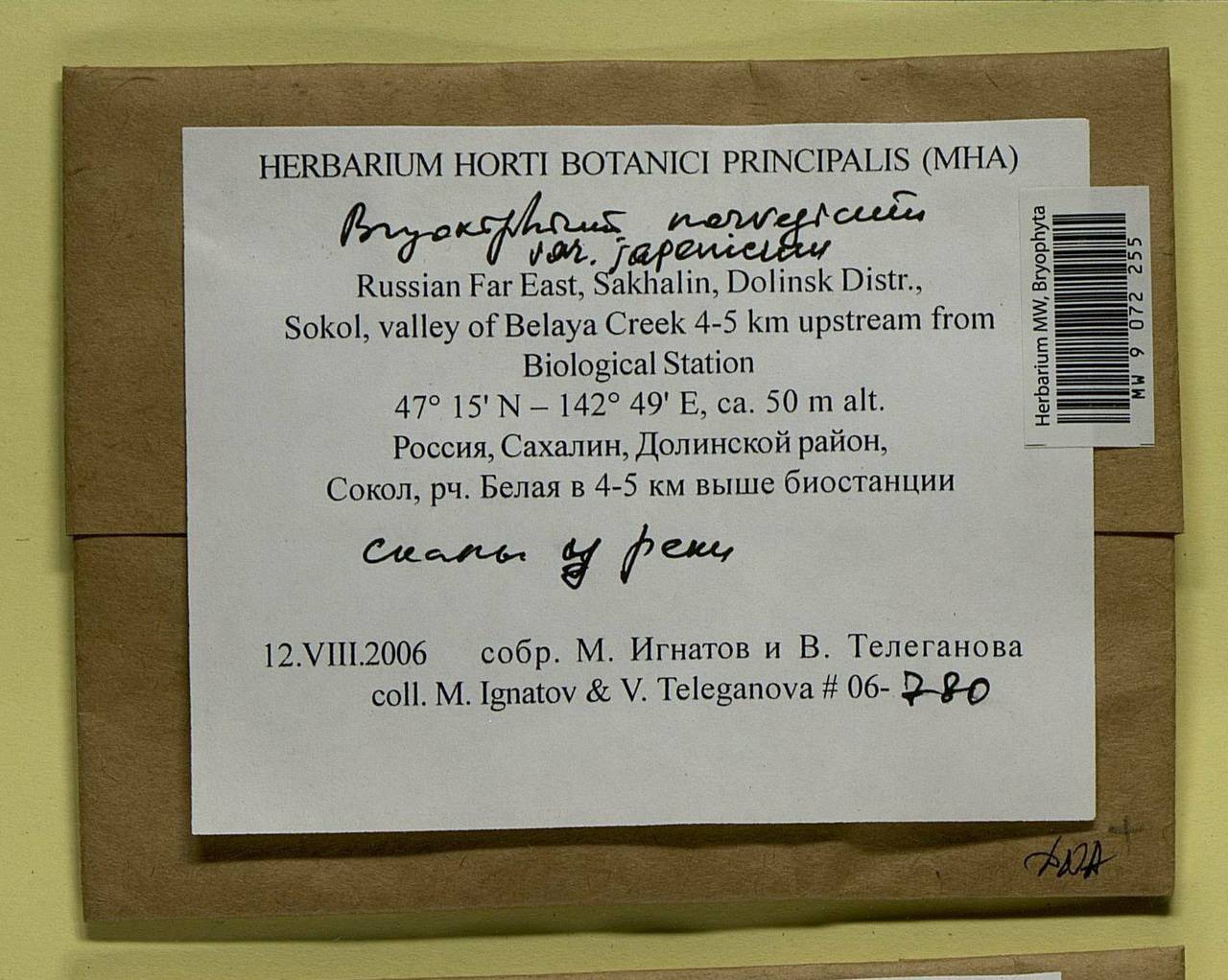 Bryoxiphium japonicum (Berggr.) E. Britton, Bryophytes, Bryophytes - Russian Far East (excl. Chukotka & Kamchatka) (B20) (Russia)