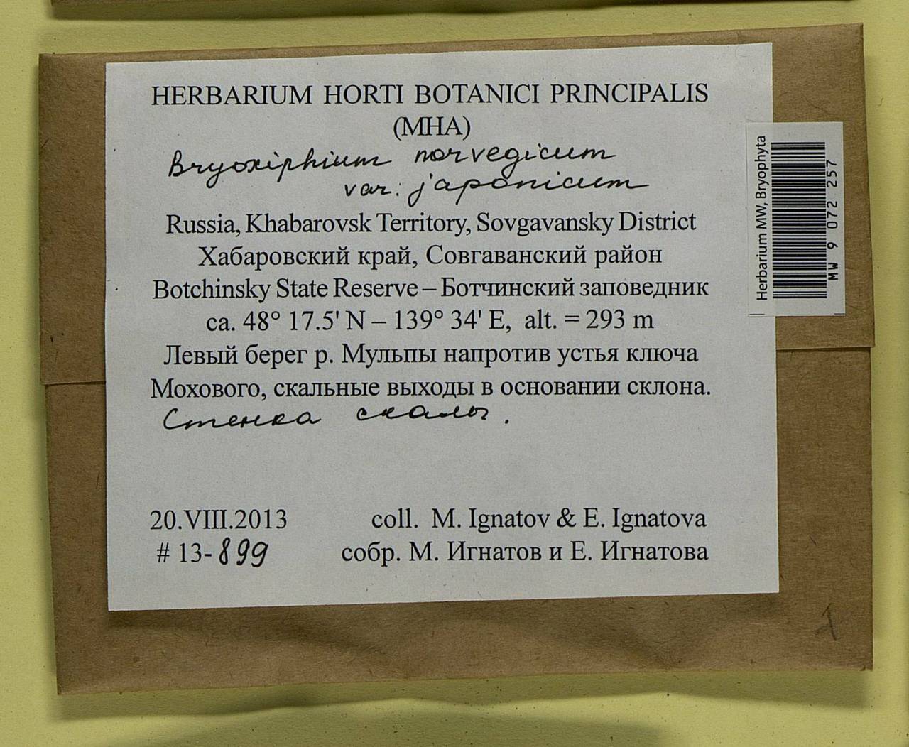 Bryoxiphium japonicum (Berggr.) E. Britton, Bryophytes, Bryophytes - Russian Far East (excl. Chukotka & Kamchatka) (B20) (Russia)