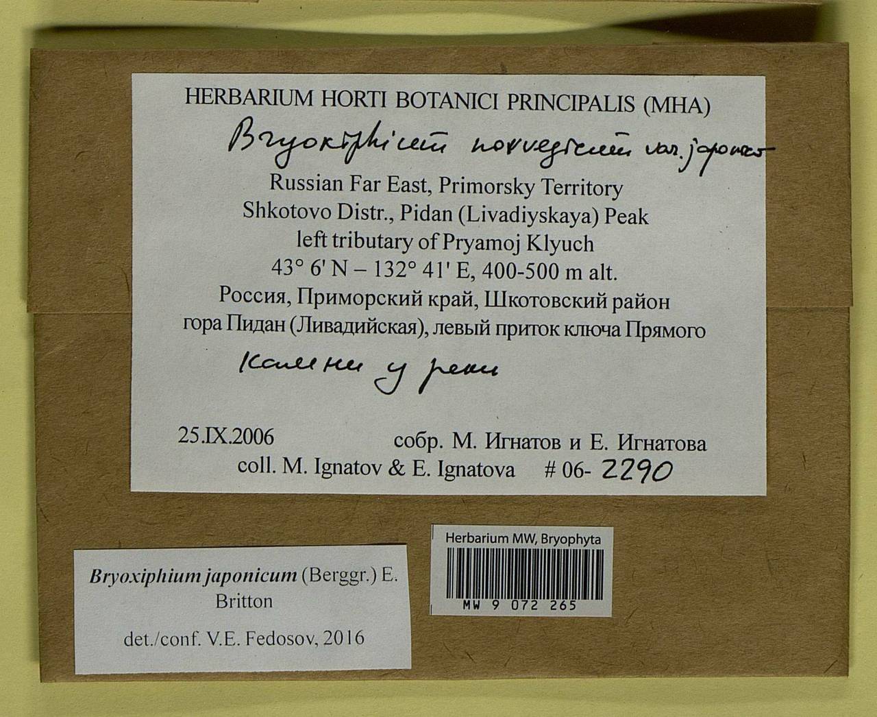 Bryoxiphium japonicum (Berggr.) E. Britton, Bryophytes, Bryophytes - Russian Far East (excl. Chukotka & Kamchatka) (B20) (Russia)