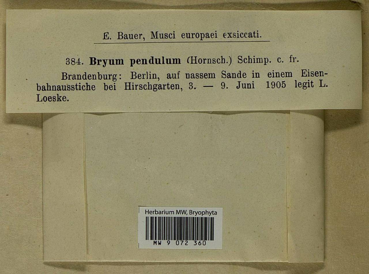 Ptychostomum compactum Hornsch., Bryophytes, Bryophytes - Western Europe (BEu) (Germany)