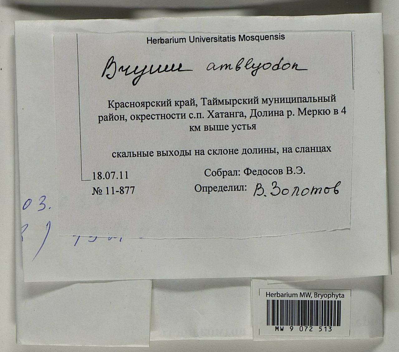 Ptychostomum inclinatum (Sw. ex Brid.) J.R. Spence, Bryophytes, Bryophytes - Krasnoyarsk Krai, Tyva & Khakassia (B17) (Russia)