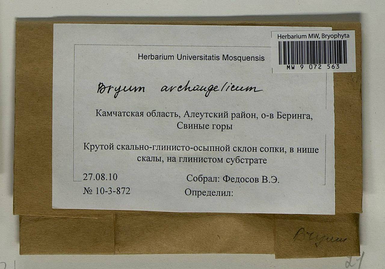 Ptychostomum archangelicum (Bruch & Schimp.) J.R. Spence, Bryophytes, Bryophytes - Chukotka & Kamchatka (B21) (Russia)