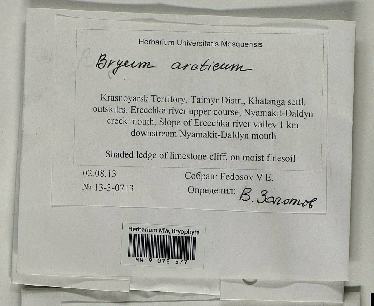 Ptychostomum arcticum (R. Br.) J.R. Spence, Bryophytes, Bryophytes - Krasnoyarsk Krai, Tyva & Khakassia (B17) (Russia)