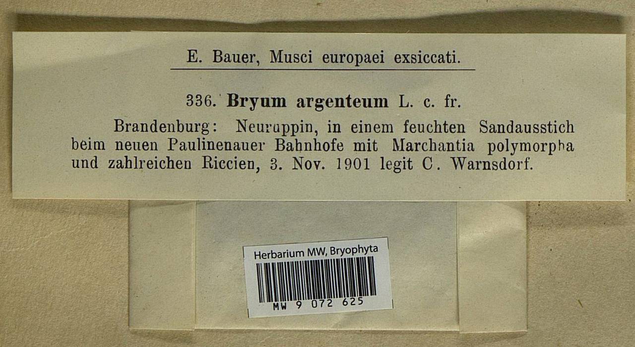 Bryum argenteum Hedw., Bryophytes, Bryophytes - Western Europe (BEu) (Germany)