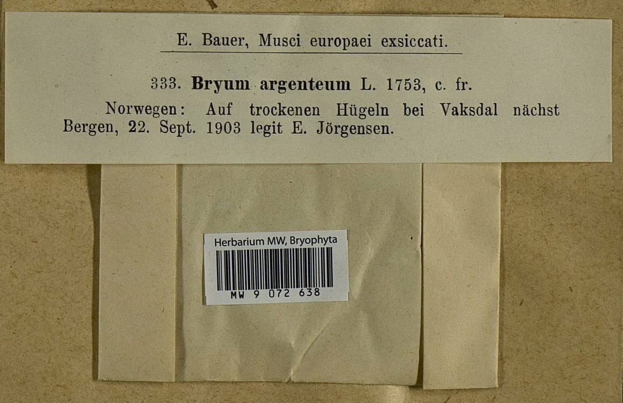 Bryum argenteum Hedw., Bryophytes, Bryophytes - Western Europe (BEu) (Norway)