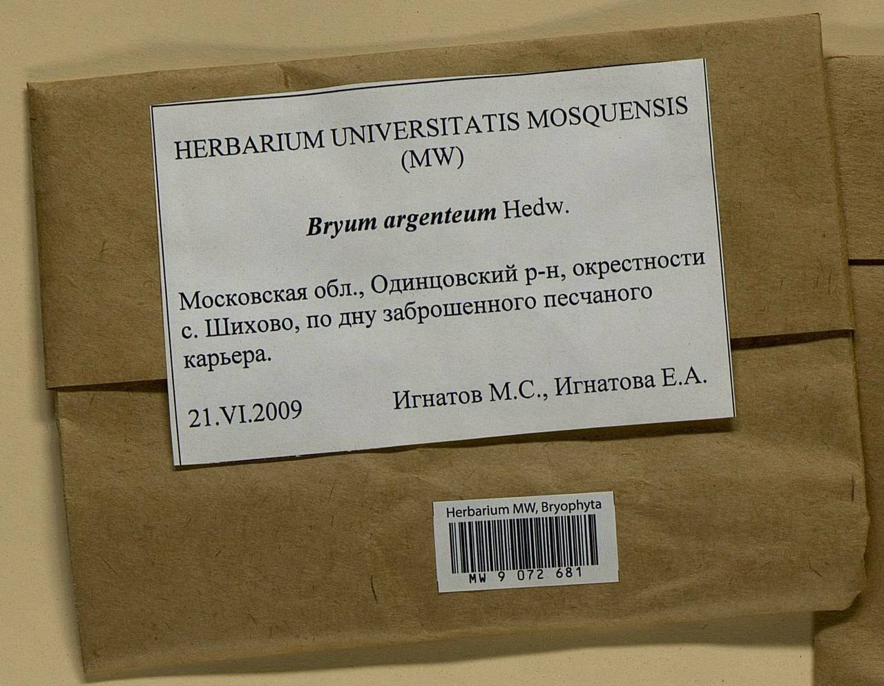 Bryum argenteum Hedw., Bryophytes, Bryophytes - Moscow City & Moscow Oblast (B6a) (Russia)