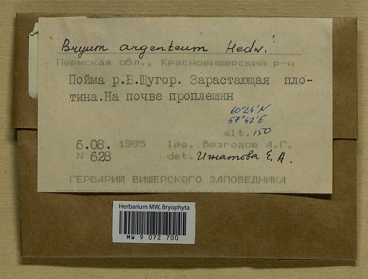 Bryum argenteum Hedw., Bryophytes, Bryophytes - Permsky Krai, Udmurt Republic, Sverdlovsk & Kirov Oblasts (B8) (Russia)