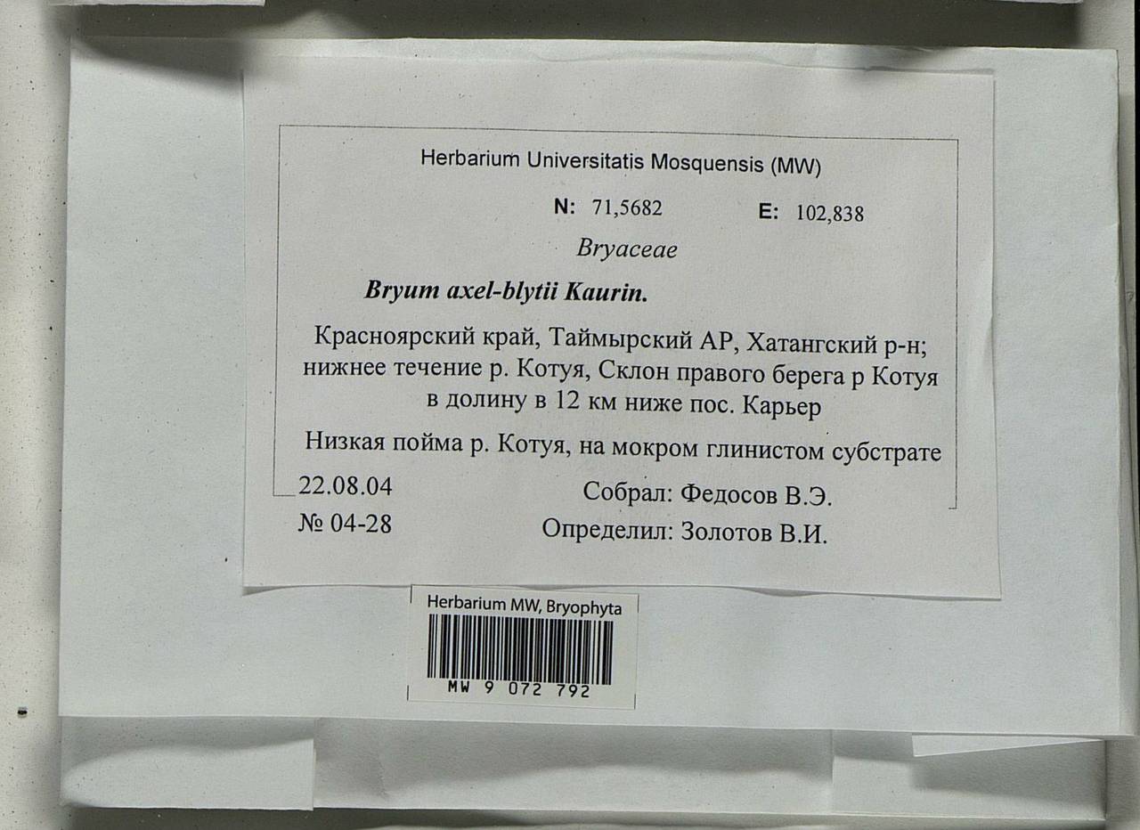 Ptychostomum axel-blyttii (H. Philib.) J.R. Spence, Bryophytes, Bryophytes - Krasnoyarsk Krai, Tyva & Khakassia (B17) (Russia)