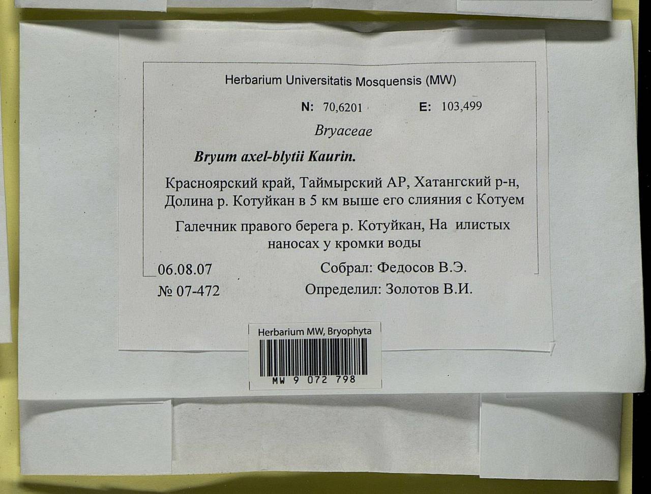 Ptychostomum axel-blyttii (H. Philib.) J.R. Spence, Bryophytes, Bryophytes - Krasnoyarsk Krai, Tyva & Khakassia (B17) (Russia)