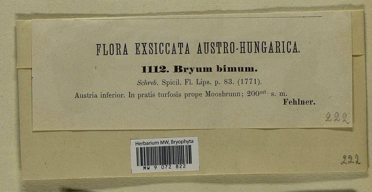 Ptychostomum bimum (Schreb.) J.R. Spence, Bryophytes, Bryophytes - Western Europe (BEu) (Austria)