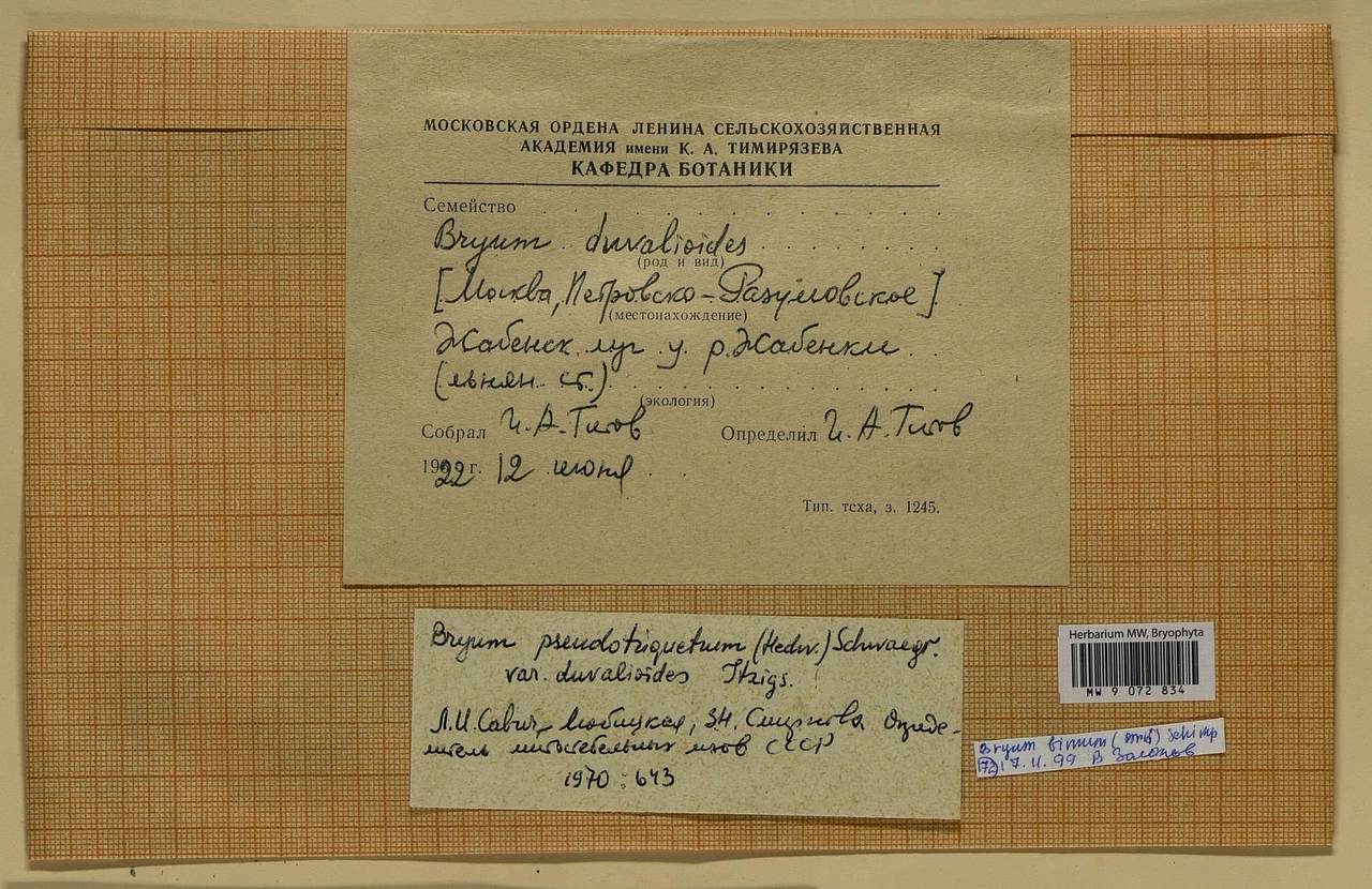 Ptychostomum bimum (Schreb.) J.R. Spence, Bryophytes, Bryophytes - Moscow City & Moscow Oblast (B6a) (Russia)