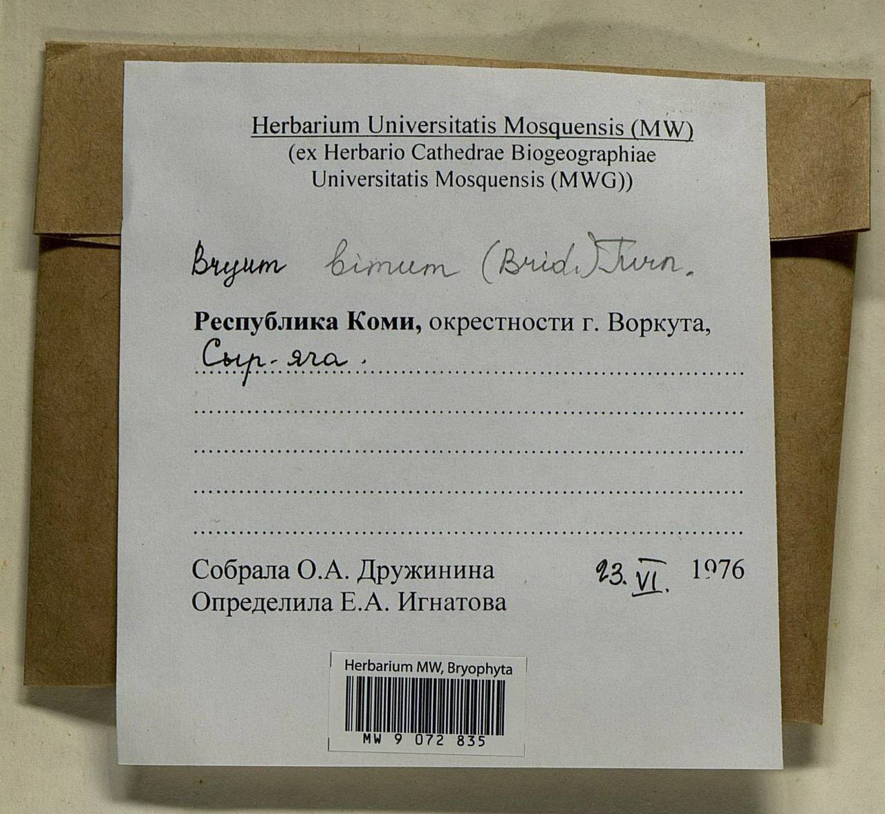 Ptychostomum bimum (Schreb.) J.R. Spence, Bryophytes, Bryophytes - European North East (B7) (Russia)