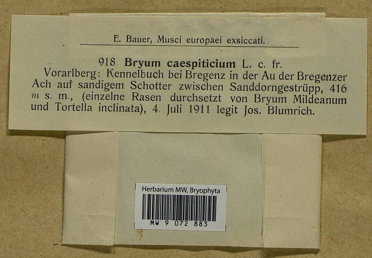 Gemmabryum caespiticium (Hedw.) J.R. Spence, Bryophytes, Bryophytes - Western Europe (BEu) (Austria)