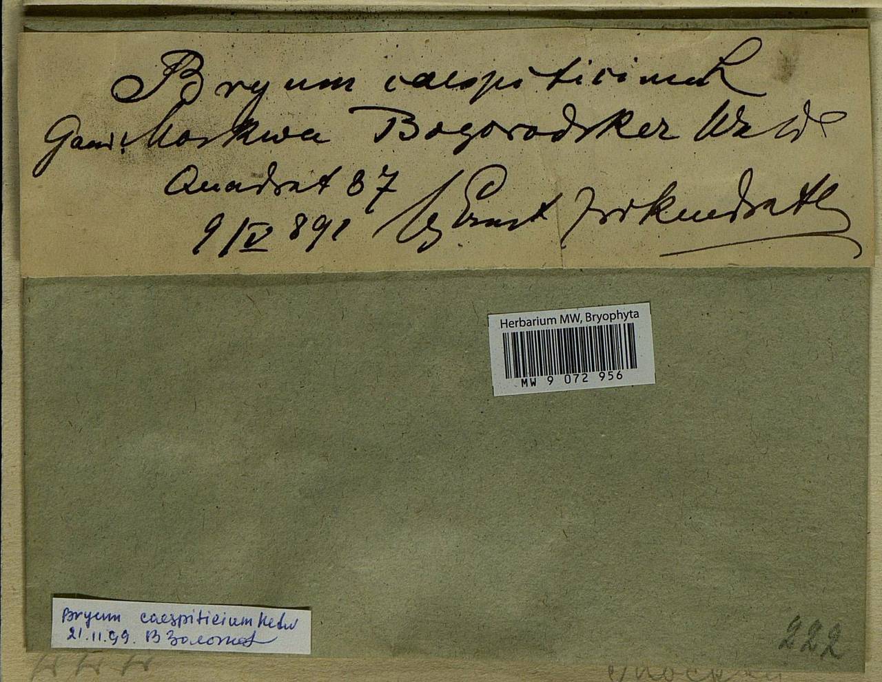 Gemmabryum caespiticium (Hedw.) J.R. Spence, Bryophytes, Bryophytes - Moscow City & Moscow Oblast (B6a) (Russia)