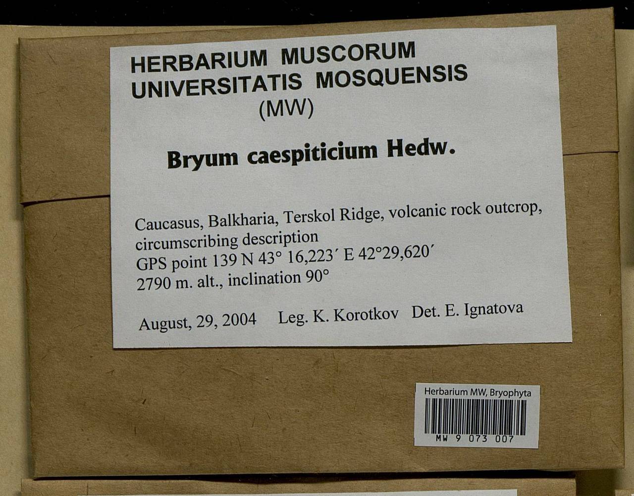 Gemmabryum caespiticium (Hedw.) J.R. Spence, Bryophytes, Bryophytes - North Caucasus & Ciscaucasia (B12) (Russia)