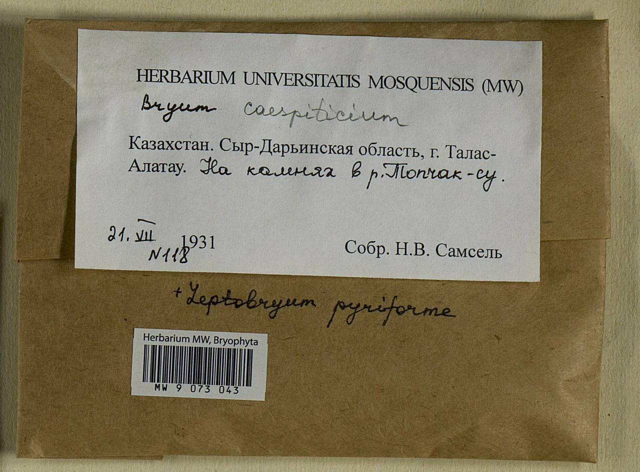 Gemmabryum caespiticium (Hedw.) J.R. Spence, Bryophytes, Bryophytes - Middle Asia & Kazakhstan (B16) (Kazakhstan)